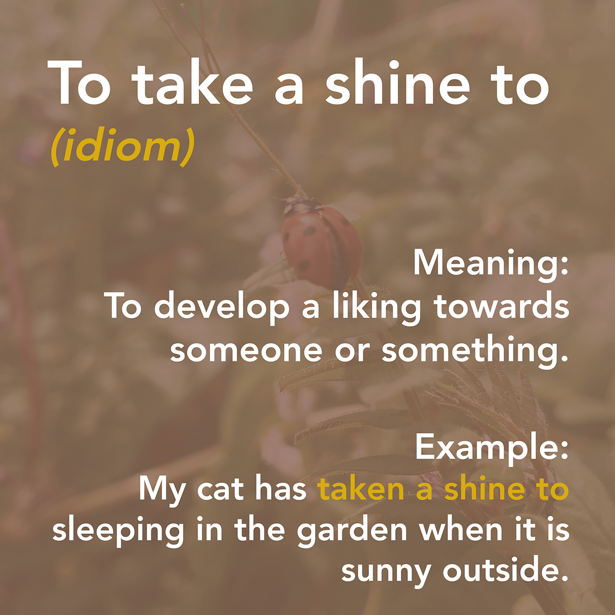 Summertime Vocabulary 4